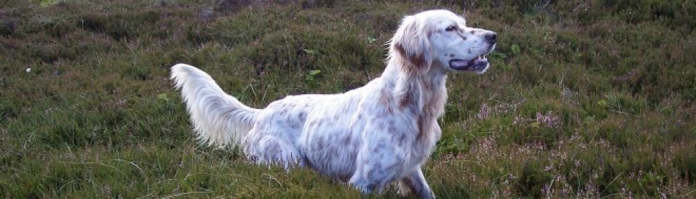The English Setter from Ireland