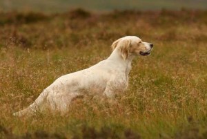FTCh Ballyellen Cody won 5 Open Stakes in 2012 - in Ireland, N Ireland and Scotland.  he is owned and trained by Gerald Devine and bred by Red Mills' Bill Connolly.
