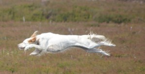 Bill Connolly's Ballyellen Cara was a winner in Co Antrim in 2012, handled by Gerald Devine.
