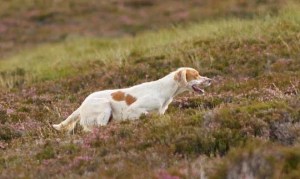 Bill Connolly's Ballyellen Colleen was a winner in Yorkshire, handled by Gerald Devine.